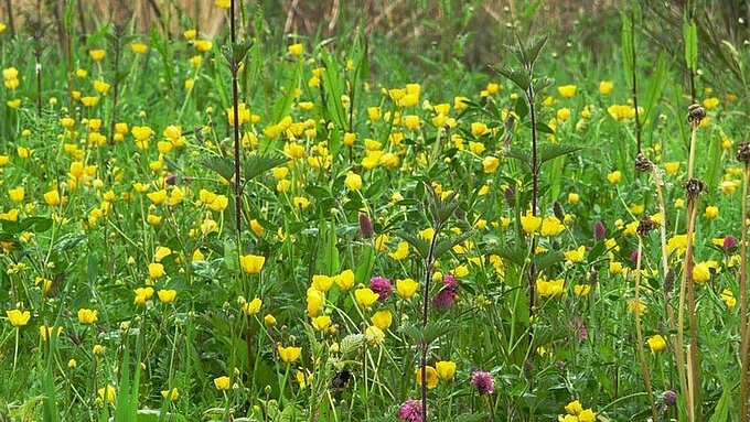Préserver la biodiversité Champs de fleurs