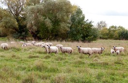 Moutons de l'ïle Bernardeau à Ancenis-Saint-Géréon