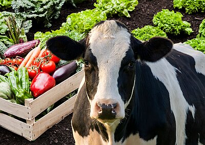 vache devant production maraîchère