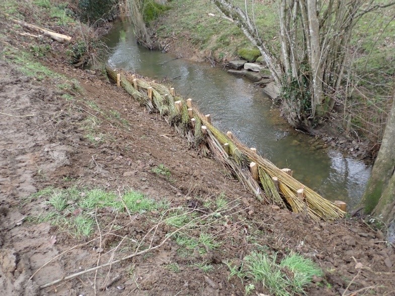 Pieux en châtaigner et saules plantés sur les berges du Donneau - Pannecé